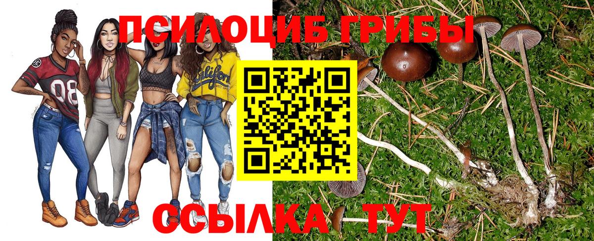 Псилоцибиновые грибы Cubensis Избербаш